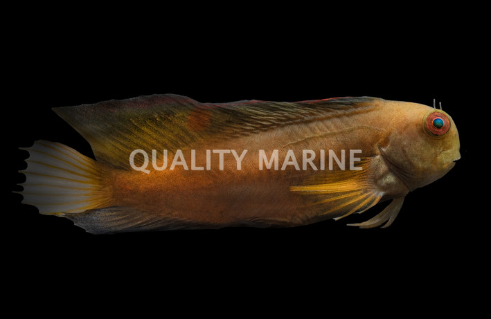 Black Sailfin Blenny