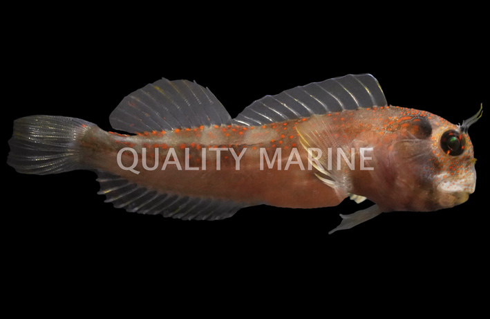 Molly Miller Blenny