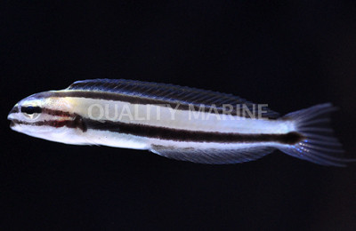 One Striped Fang Blenny :: 12564