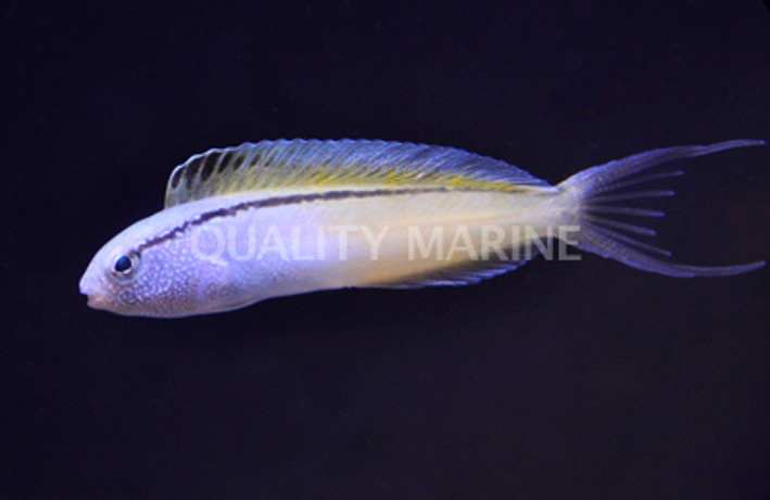Blacklined Fang Blenny :: 12568