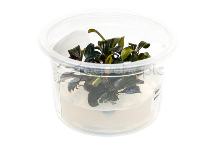Bucephalandra 'Kapuas Brownie Ghost' Cup AT :: 80741