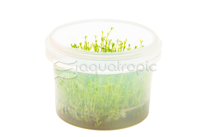 Microcarpea minima Cup AT :: 80742