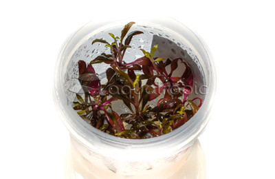 Alternanthera reineckii Mini Kerala Cup AT :: 80746