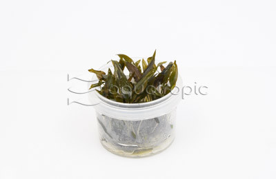 Cryptocoryne wendtii Red Cup AT :: 80749