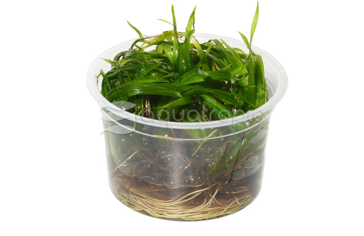 Blyxa japonica :: 80755