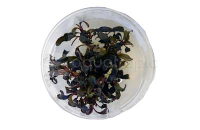 Bucephalandra 'Kedakang' Cup AT :: 80757