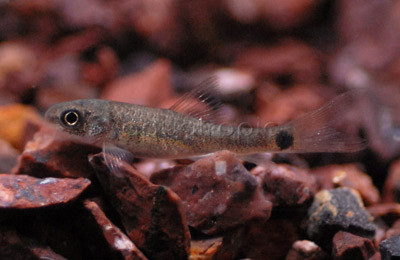 Redtail Khasi Algae Eater :: 00006