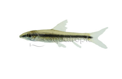 Flying Fox Spotted Algae Eater :: 00203