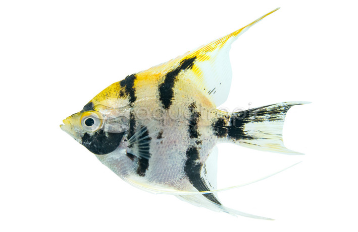 Gold Marble Angelfish :: 03013