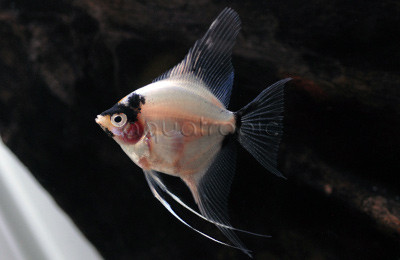 Panda Blushing Angelfish :: 03022