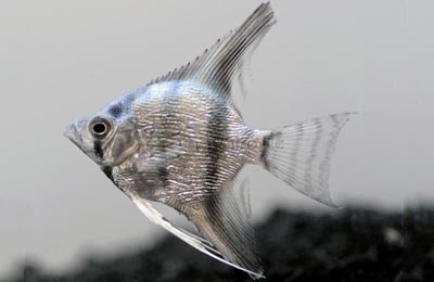 Blue Platinum Angelfish :: 03025
