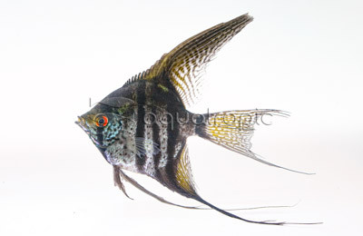 Zebra Lace Veil Angelfish :: 03109