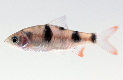 Tambraparni Barb :: 08003
