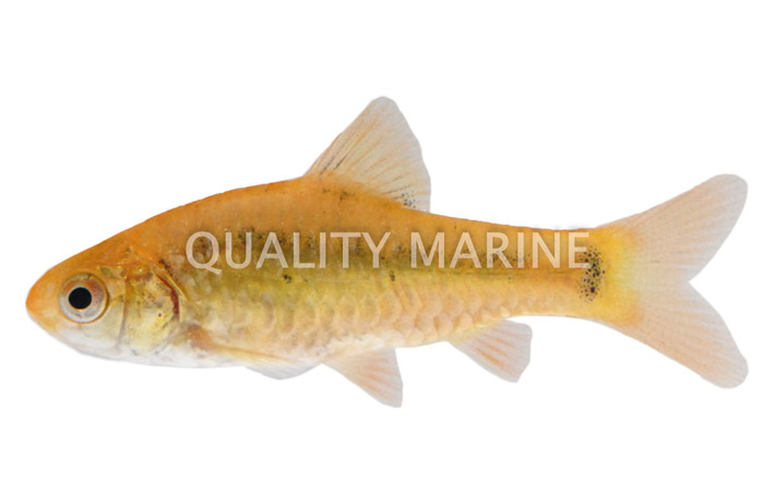 Gold Barb :: 08014