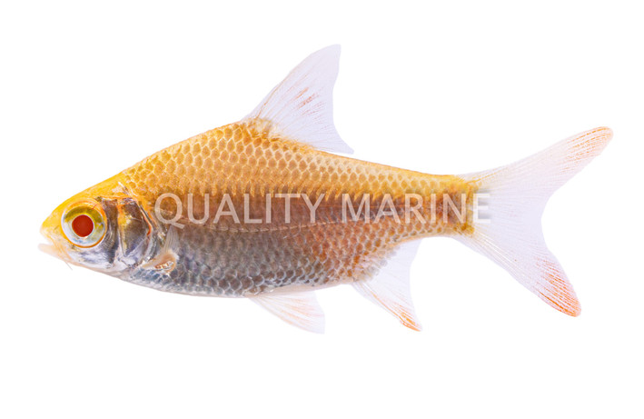 Tinfoil Red Tail Albino Barb :: 08020