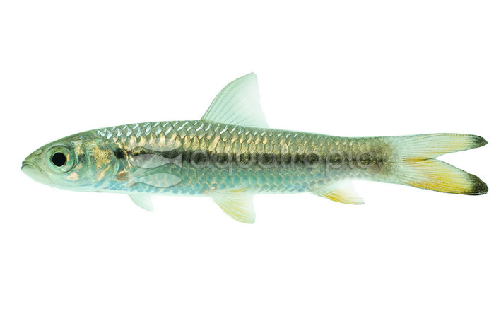 Red-finned Cigar Barb :: 08050