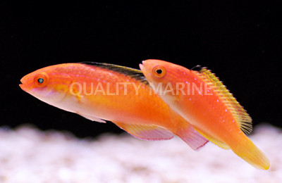 Nahacky's Fairy Wrasse, Pair :: 33731