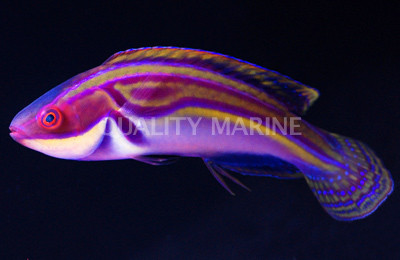 Laboute's Fairy Wrasse, Male :: 33765