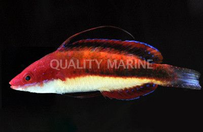 Joan's Fairy Wrasse, Male :: 33790