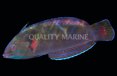 African Coris Wrasse :: 33822