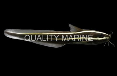 Striped Eel Catfish