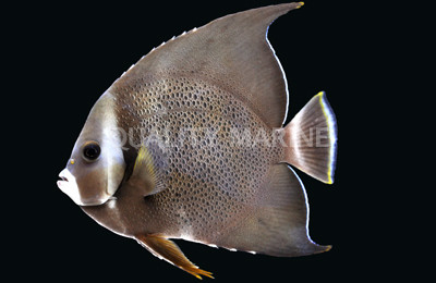 Gray Angelfish :: 10048