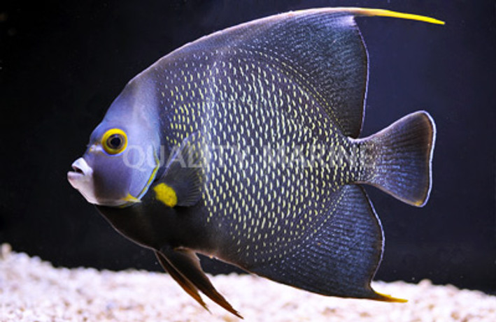 French Angelfish :: 10044