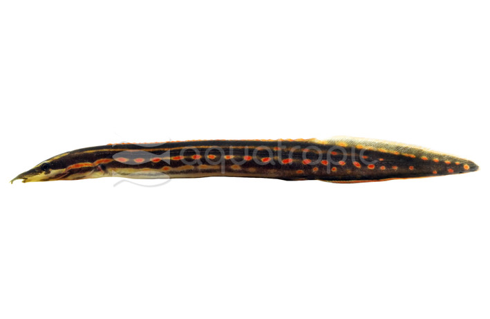 Fire Eel :: 20721