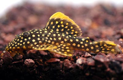 Gold Nugget Plecostomus L018 :: 25104
