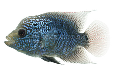 Flowerhorn Super Red Magma :: 36949