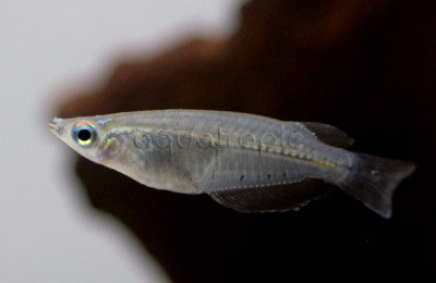 Indian Lamp Eye Rice Fish :: 37008