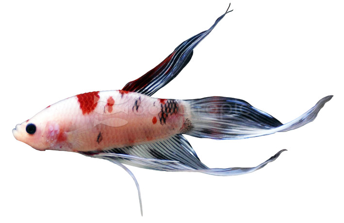 Longfin Koi, Male :: 37547