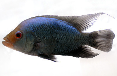 Flowerhorn Blue Diamond :: 39584