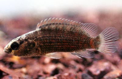 Assamensis Badis :: 44232