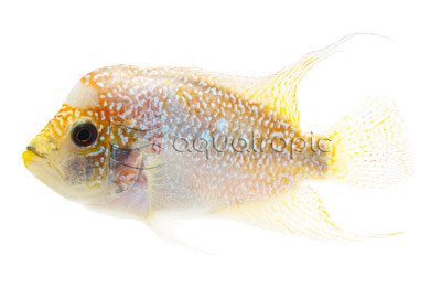 Flowerhorn Kamfa Golden Base Super Red Magma :: 45738
