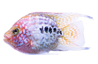 Flowerhorn Red Texas Balloon :: 46399