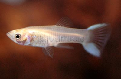 Japanese Blue Swordtail Guppy, Female :: 48689