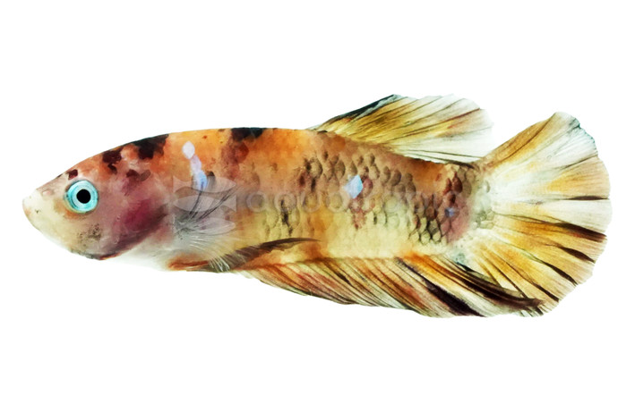 Nemo, Male :: 49909