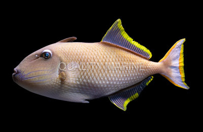 Orange Lined Triggerfish :: 32048