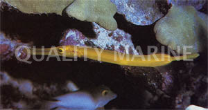 Chinese Trumpetfish :: 32501