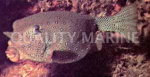 Yellow Boxfish :: 33009