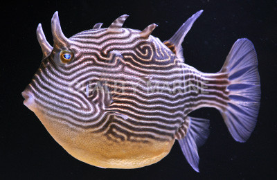 Ornate Cowfish  :: 33021