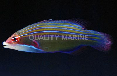 Four Line Wrasse :: 33540