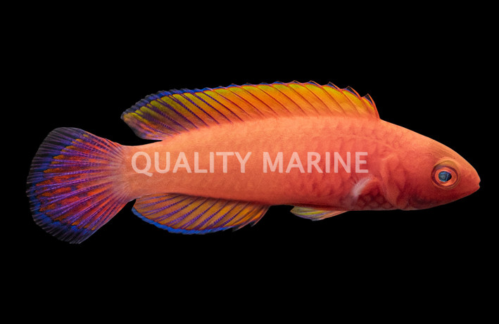 Red Velvet Fairy Wrasse