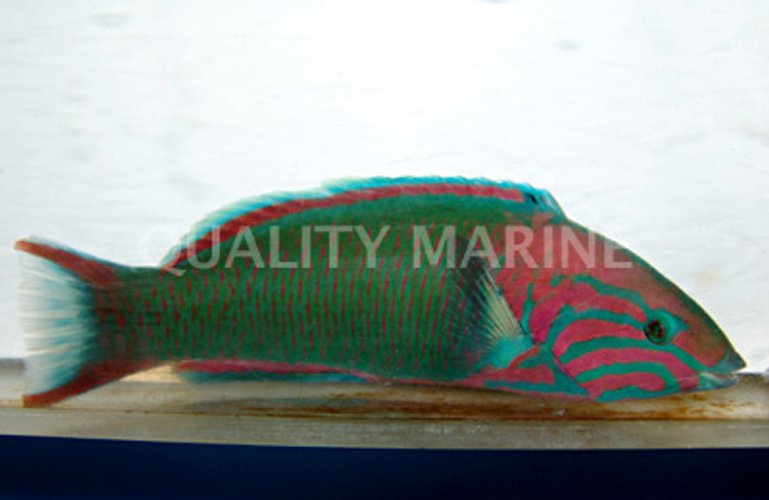 Sunset Wrasse :: 33583