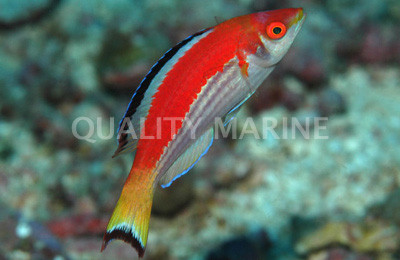 Marjorie's Fairy Wrasse, Pair  :: 33598