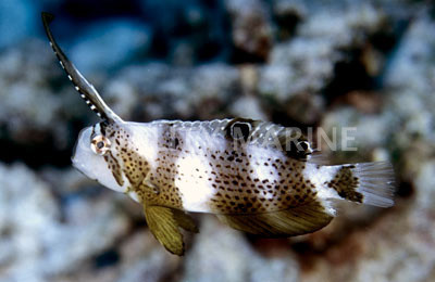 Peacock Wrasse :: 33606