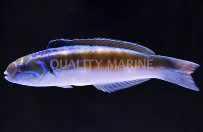 Noronha Wrasse :: 33657