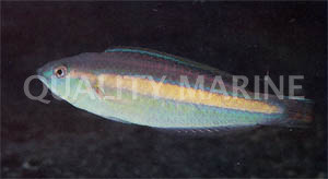 Hartzfeld Wrasse :: 33662