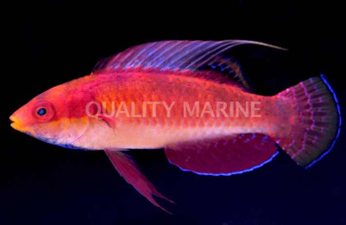 Tono's Fairy Wrasse :: 33713